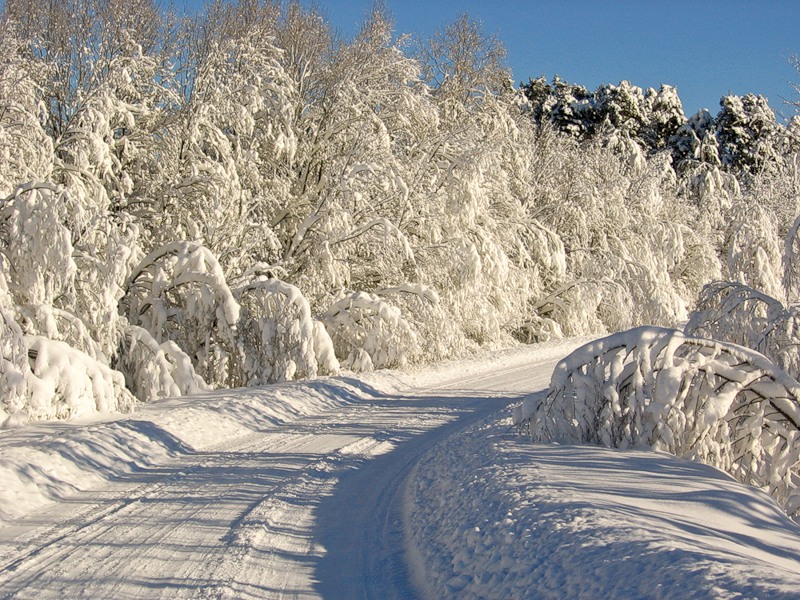 Зимний лес