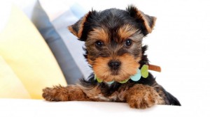 Yorkshire-Terrier-Puppy-300x168.jpg