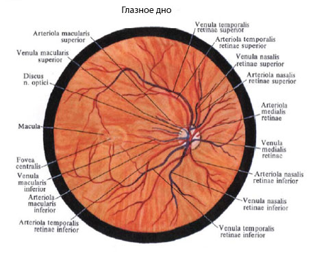 сетчатка глаза биометрические системы