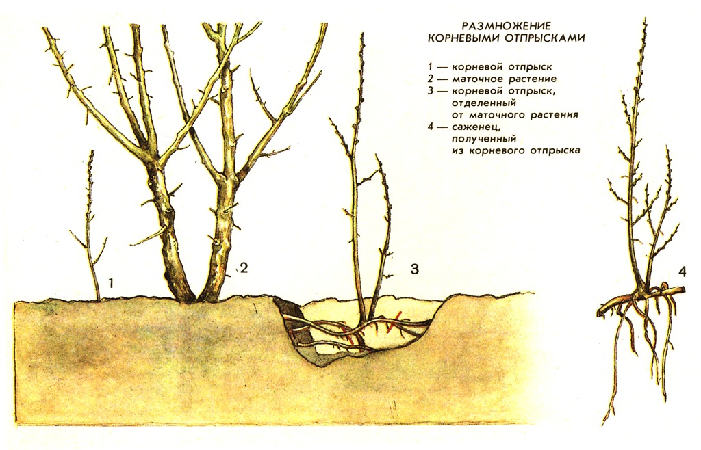 razmnozhenie-kornevymi-otpryskami.jpg