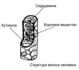 struktura_volosa.jpg