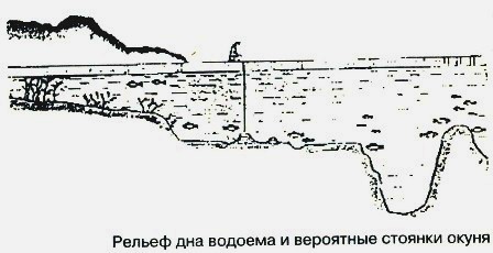 места обитания крупного окуня Ловля крупного окуня