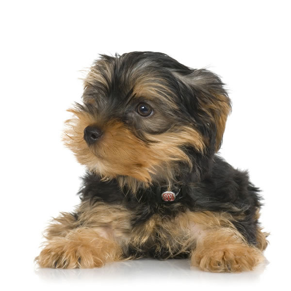 Yorkshire-Terrier-1-picture.jpg