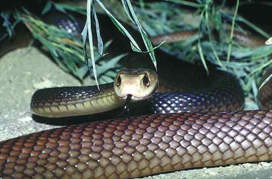 Coastaltaipan