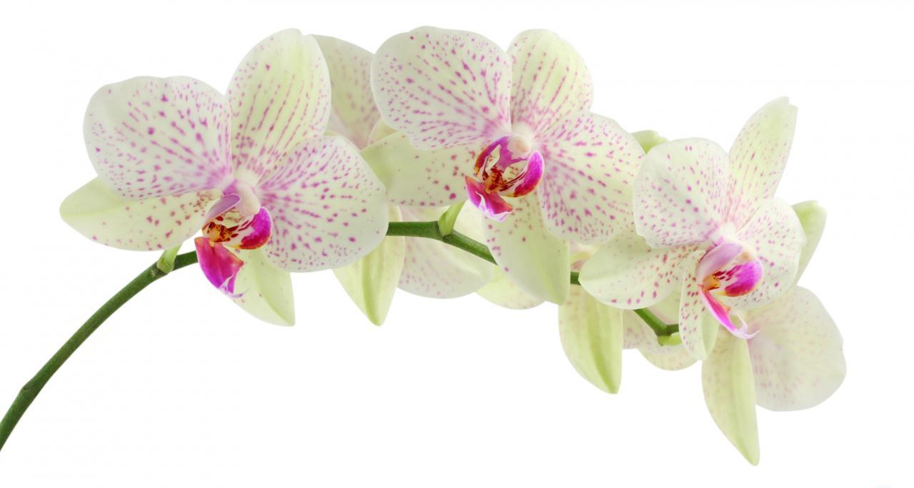 орхидеи в домашних условиях: как ухаживать