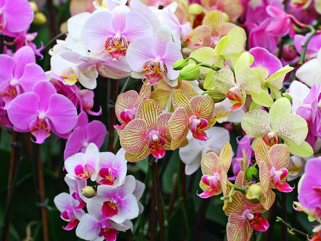 фотографии орхидей